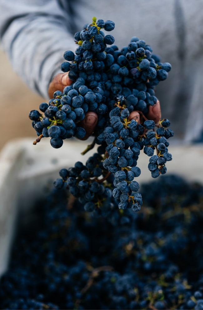 Person pulling grape clusters from a white bin