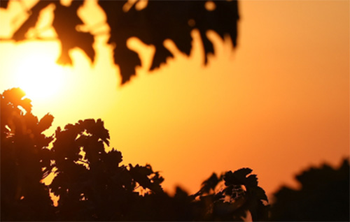 Orange sunset seen through vine leaves