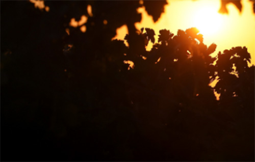 Sun breaking through leaves