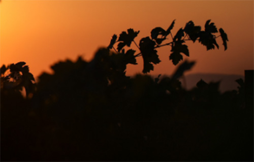 Vine leaves at sunset