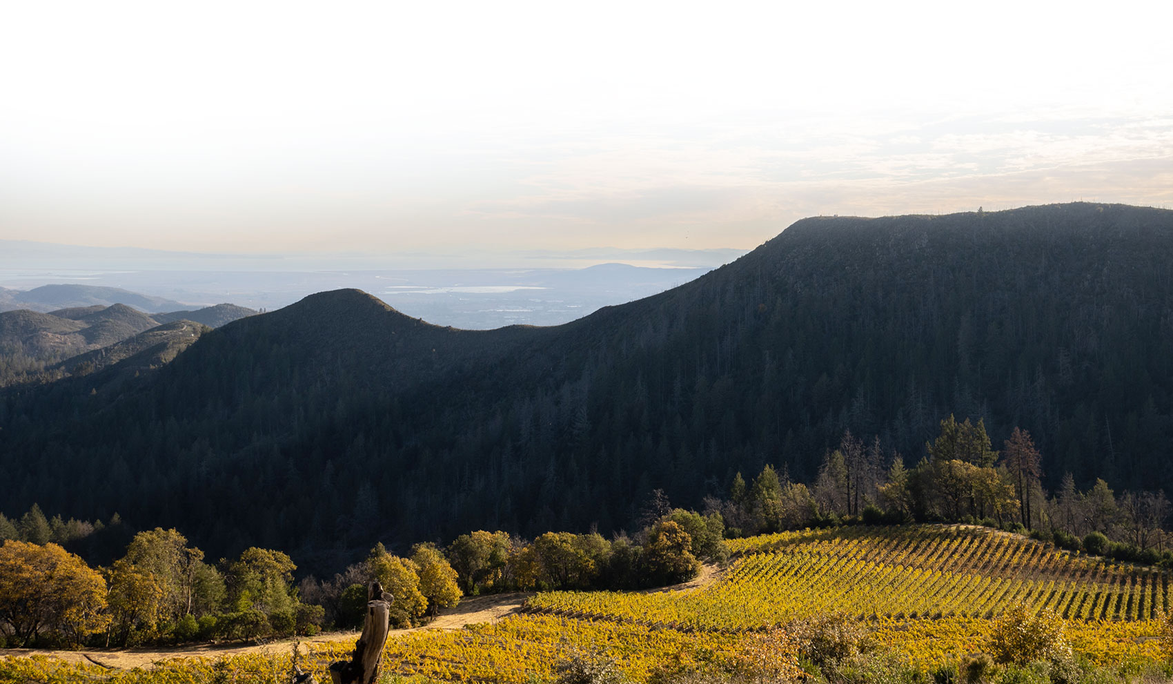 Landscape photo of Mayacamas Vineyards