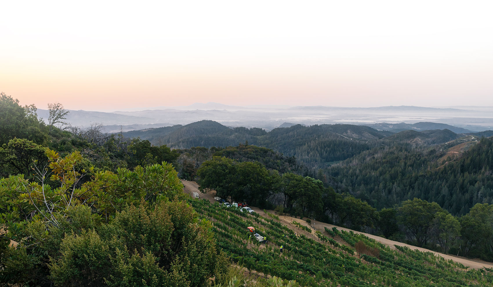 Landscape photo of Mayacamas Vineyards