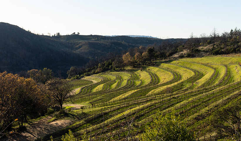 Sweeping vineyard rows in the early evening