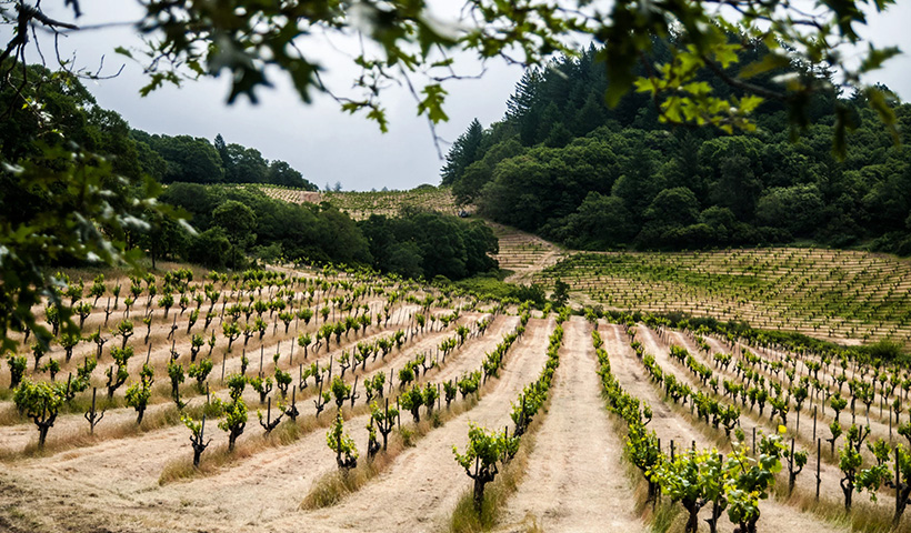 Vineyard planted with young vines