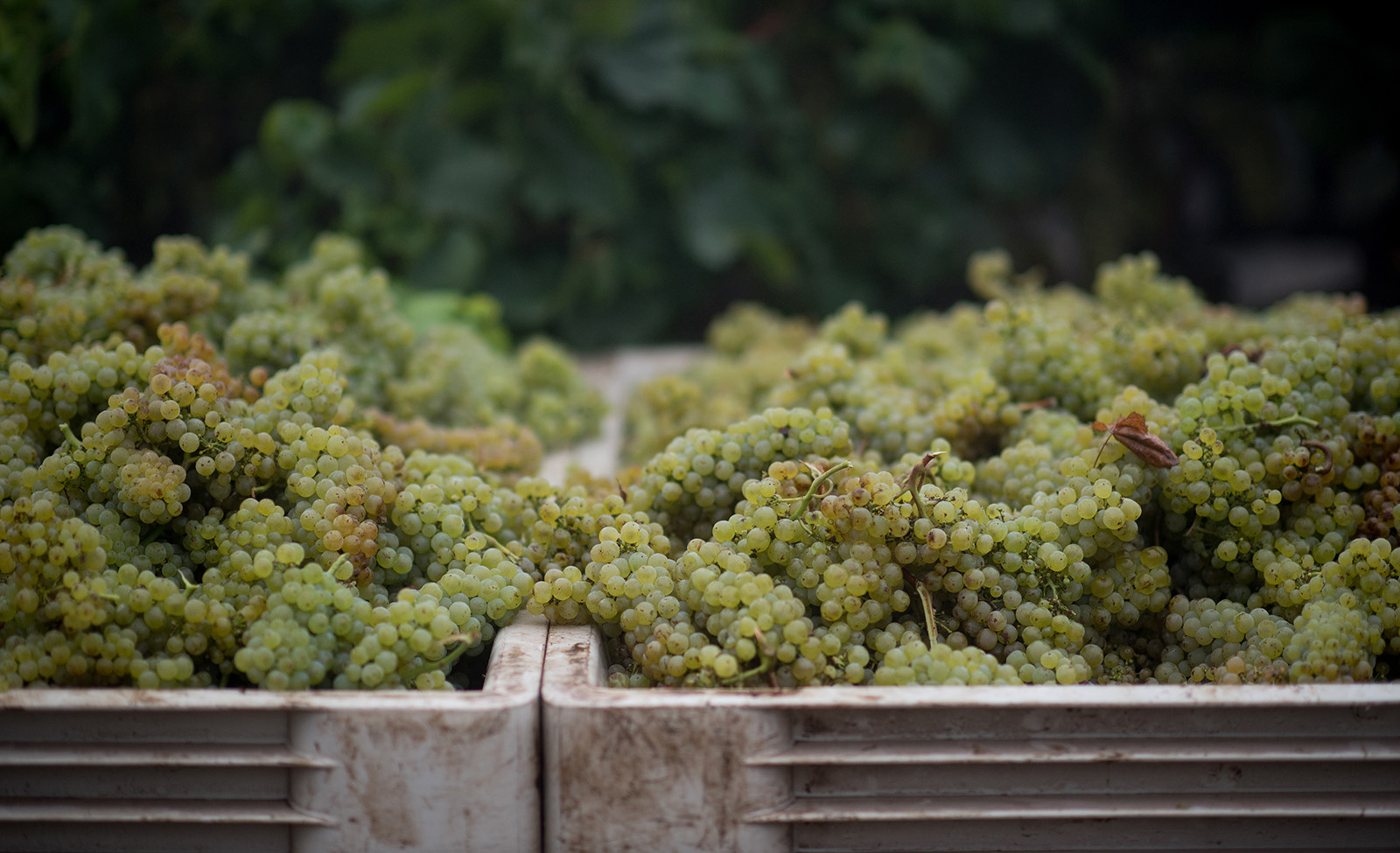 Green grapes in harvest bin